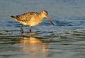 Lappspove - Bar-tailed godwit (Limosa lapponica) 